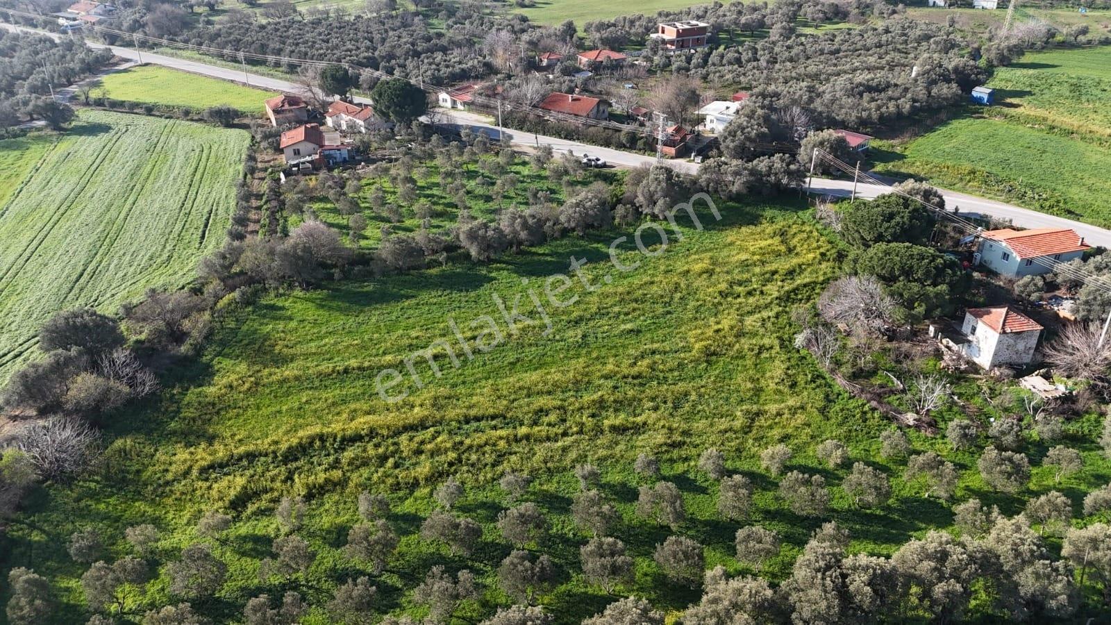 Foça Yenibağarası Mah. Anayola Cepheli Kiralık Tarla - Görsel 25