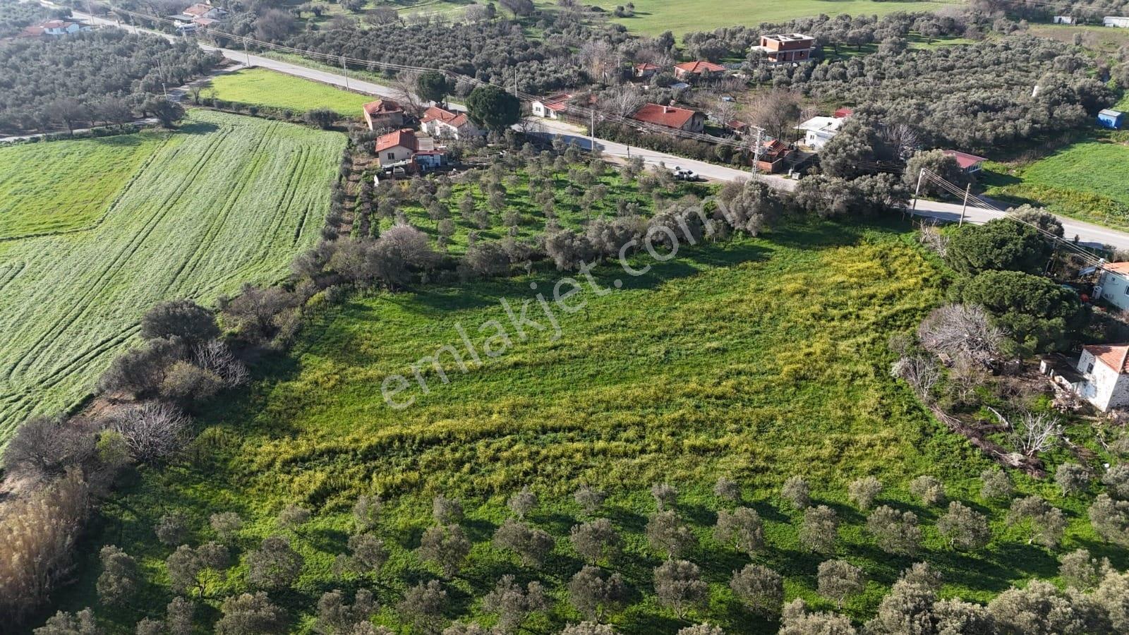 Foça Yenibağarası Mah. Anayola Cepheli Kiralık Tarla - Görsel 29