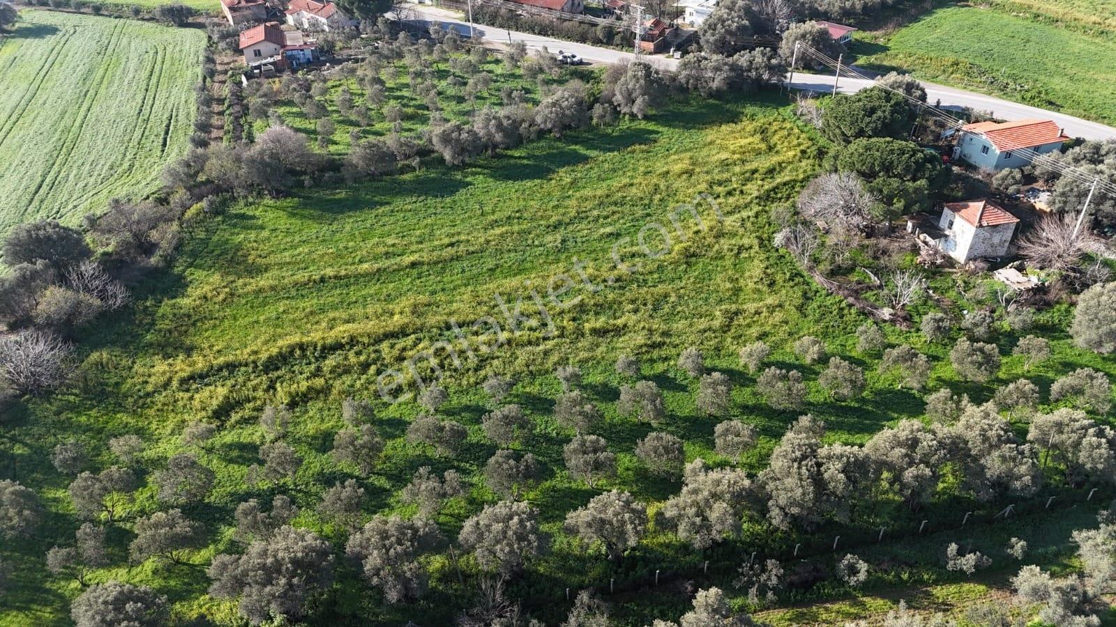 Foça Yenibağarası Mah. Anayola Cepheli Kiralık Tarla - Görsel 6
