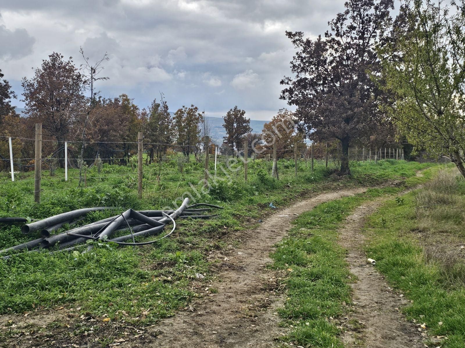 Çanakkale Işıklar Koyunde Sarı Bolgede Satılık Tarla - Görsel 3