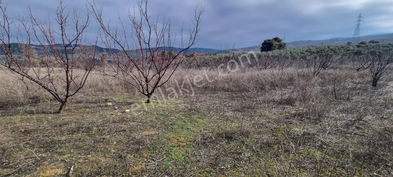 !yapıldak Yola Cephe Tarla! - Görsel 5