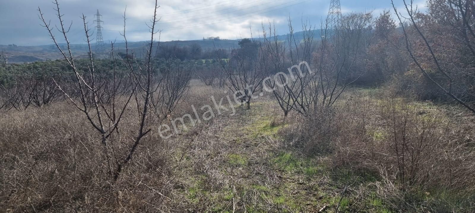 !yapıldak Yola Cephe Tarla! - Görsel 9