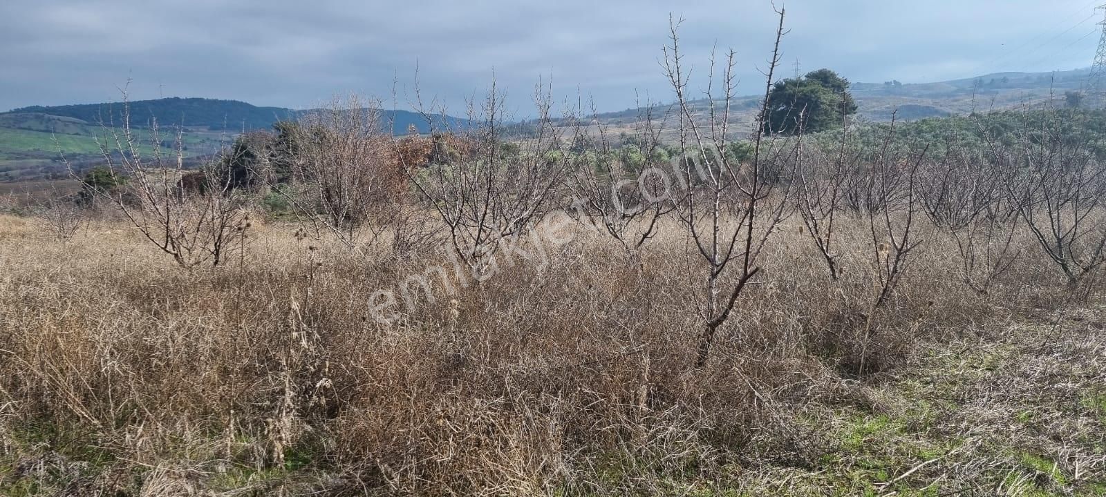 !yapıldak Yola Cephe Tarla! - Görsel 10