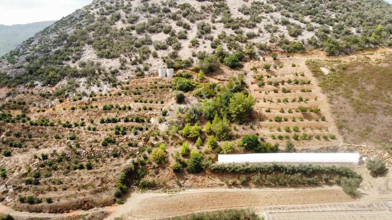 Avakado Ve Tropikal Bahçe Yapımına Uygun Satılık Tarla - Görsel 6