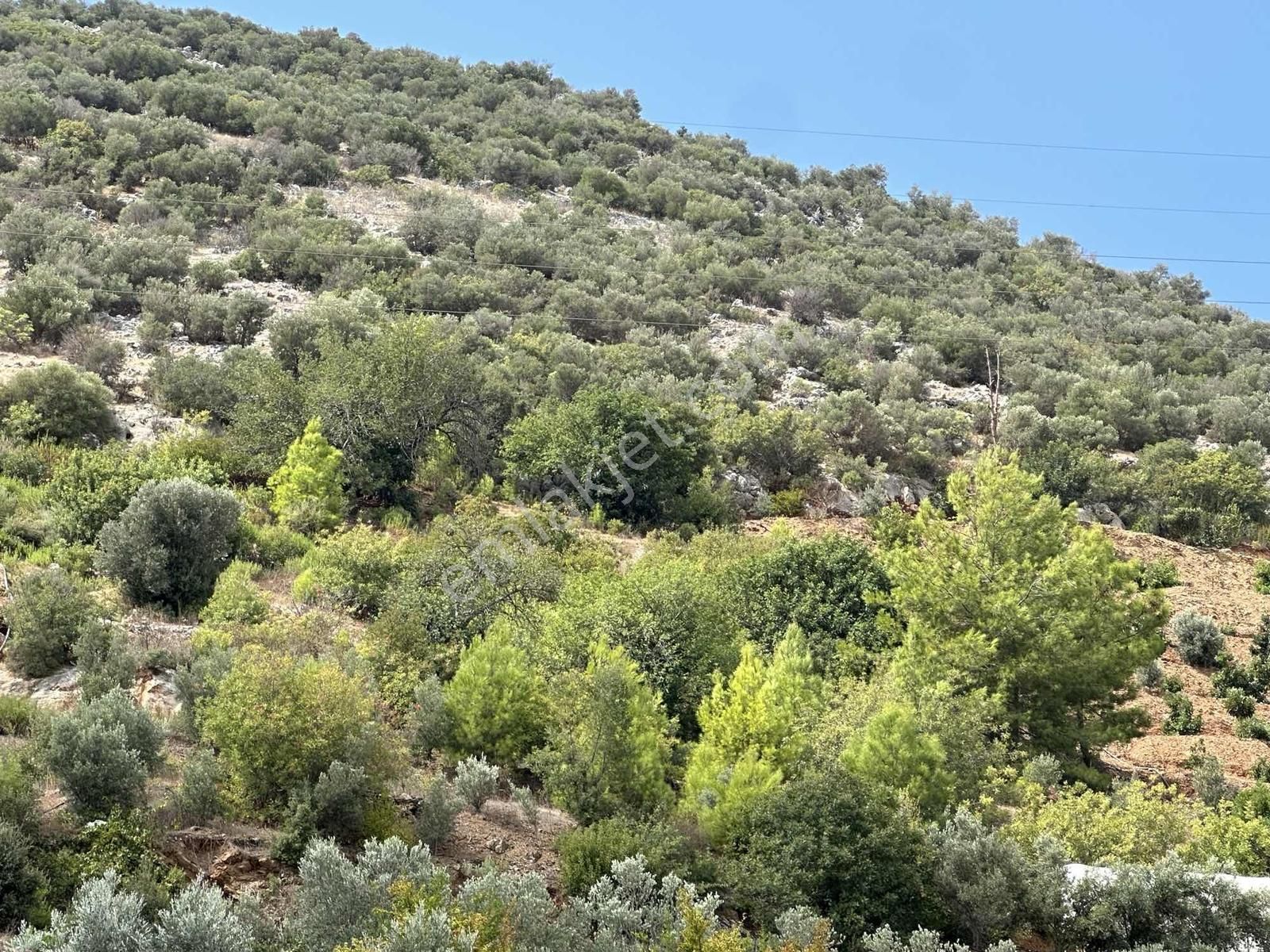 Avakado Ve Tropikal Bahçe Yapımına Uygun Satılık Tarla - Görsel 5