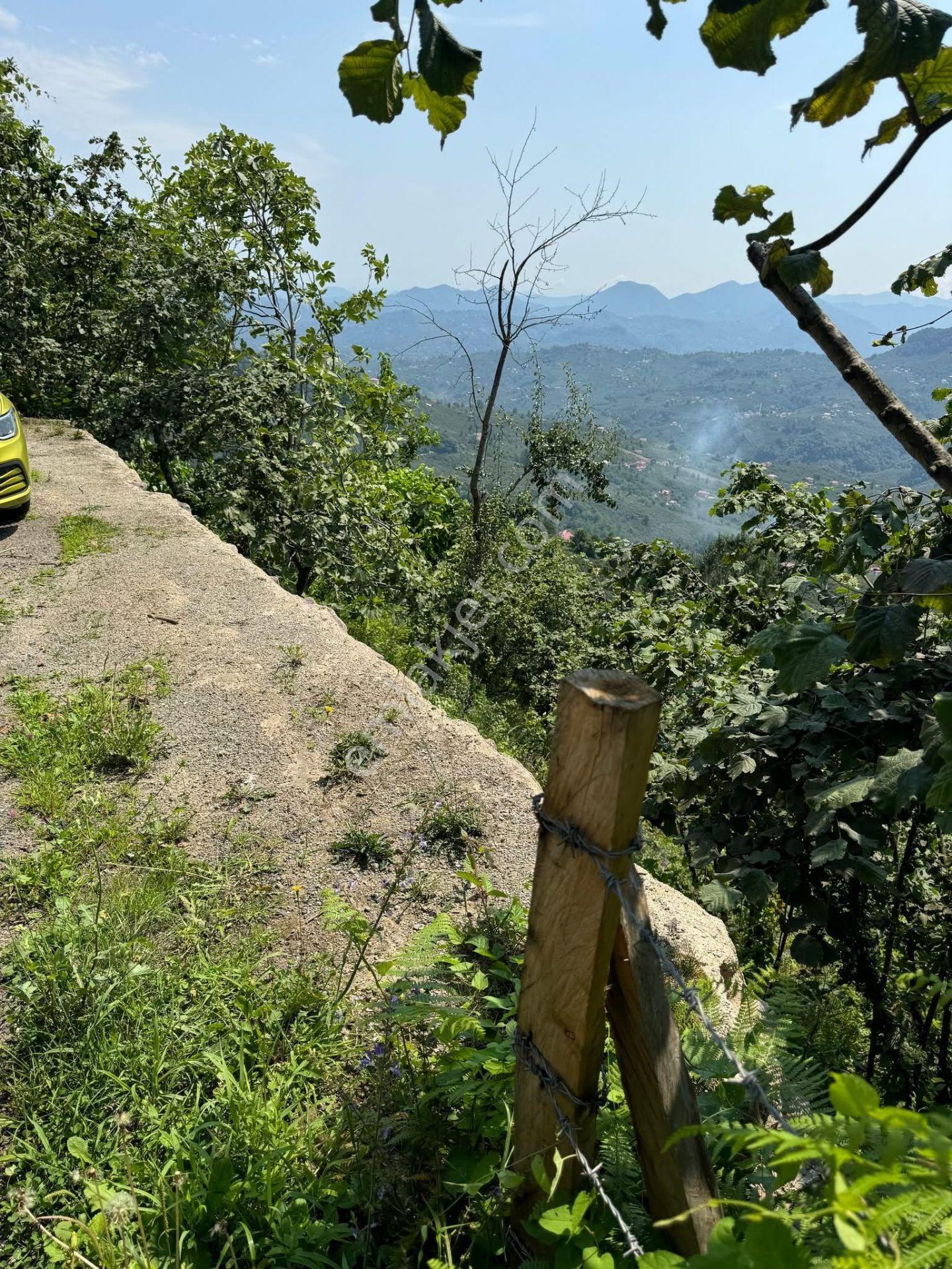 İnanç Emlaktan Giresun Camili Köyünde 4.848 M2 Satılık Fındık Bahçesi - Görsel 7