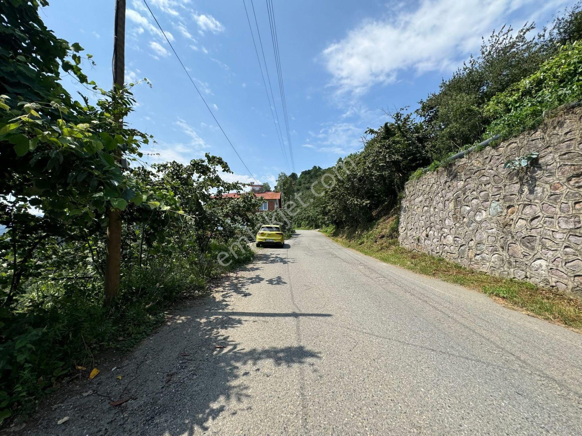 İnanç Emlaktan Giresun Camili Köyünde 4.848 M2 Satılık Fındık Bahçesi - Görsel 13