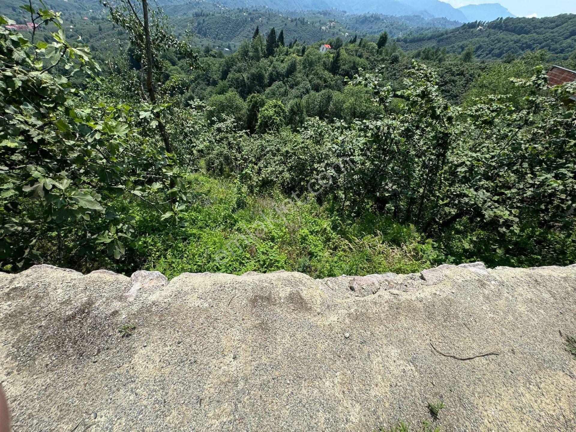 İnanç Emlaktan Giresun Camili Köyünde 4.848 M2 Satılık Fındık Bahçesi - Görsel 4