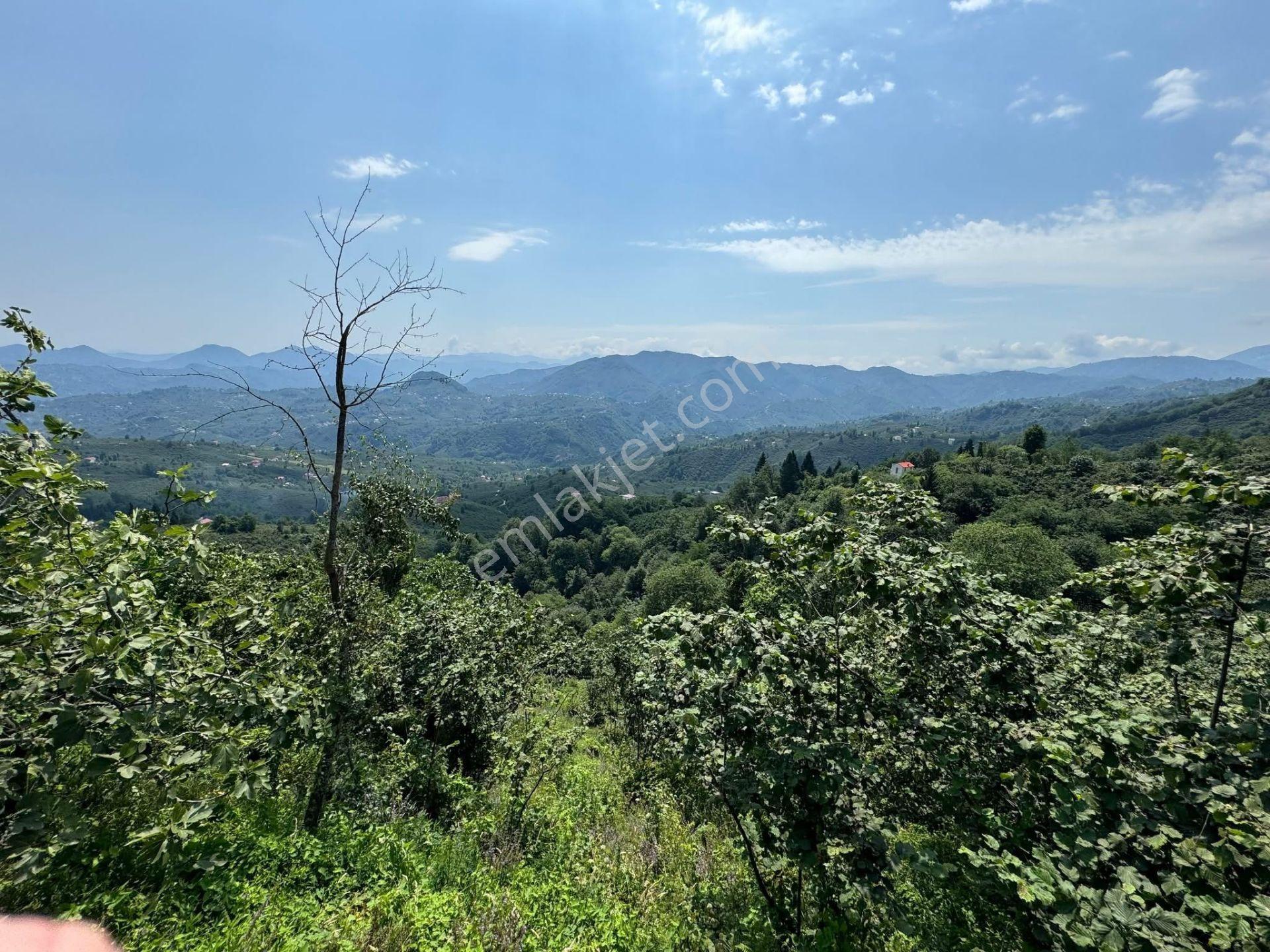 İnanç Emlaktan Giresun Camili Köyünde 4.848 M2 Satılık Fındık Bahçesi - Görsel 14