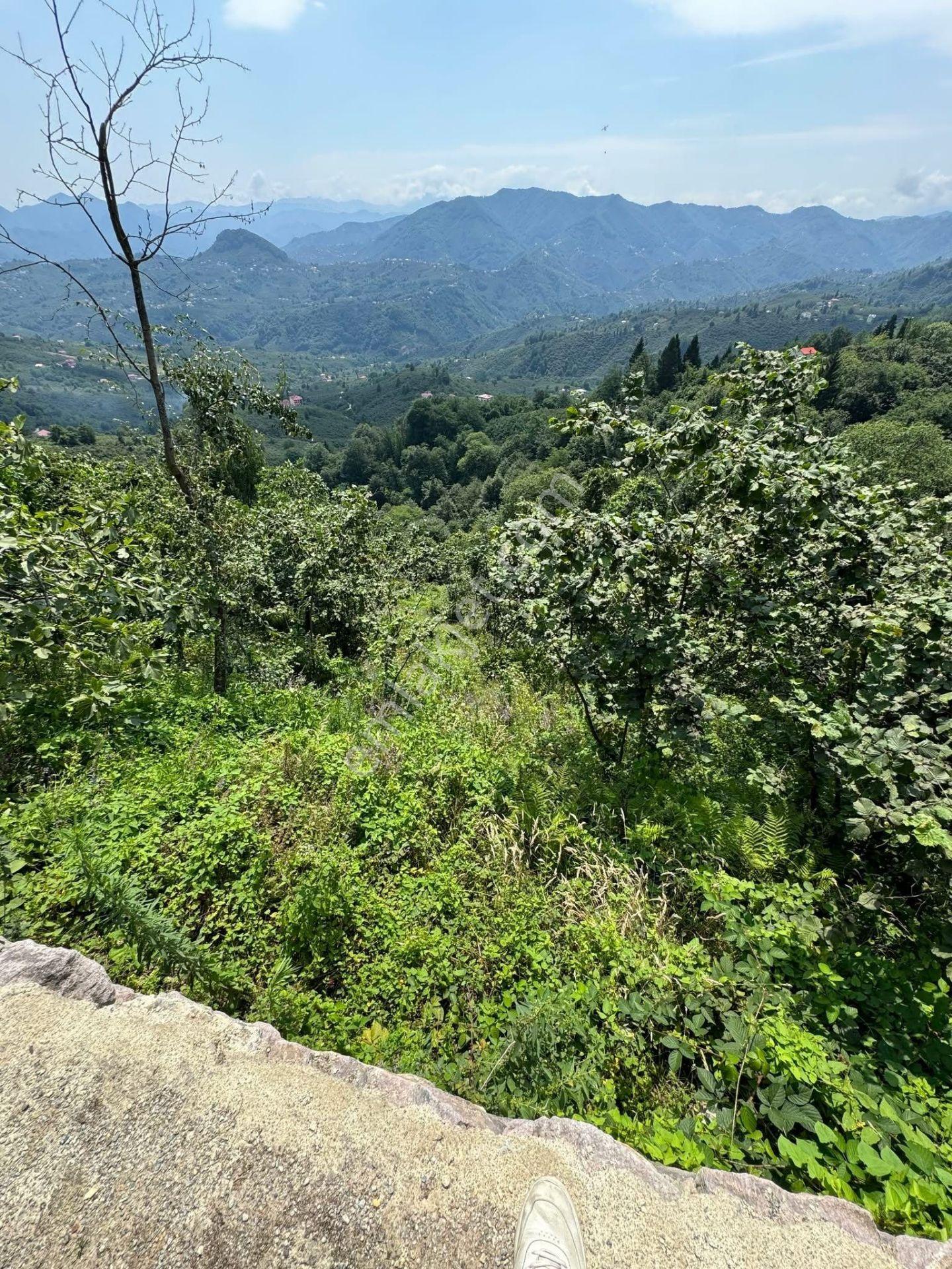 İnanç Emlaktan Giresun Camili Köyünde 4.848 M2 Satılık Fındık Bahçesi - Görsel 11