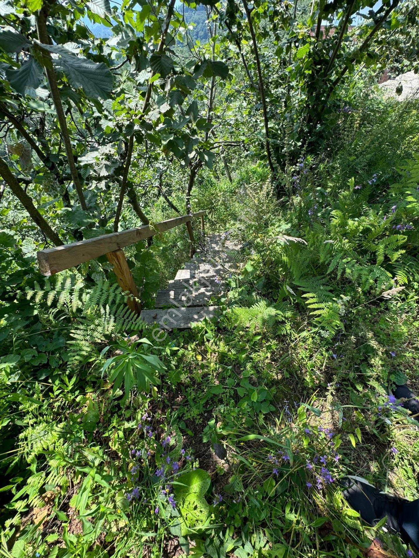 İnanç Emlaktan Giresun Camili Köyünde 4.848 M2 Satılık Fındık Bahçesi - Görsel 9