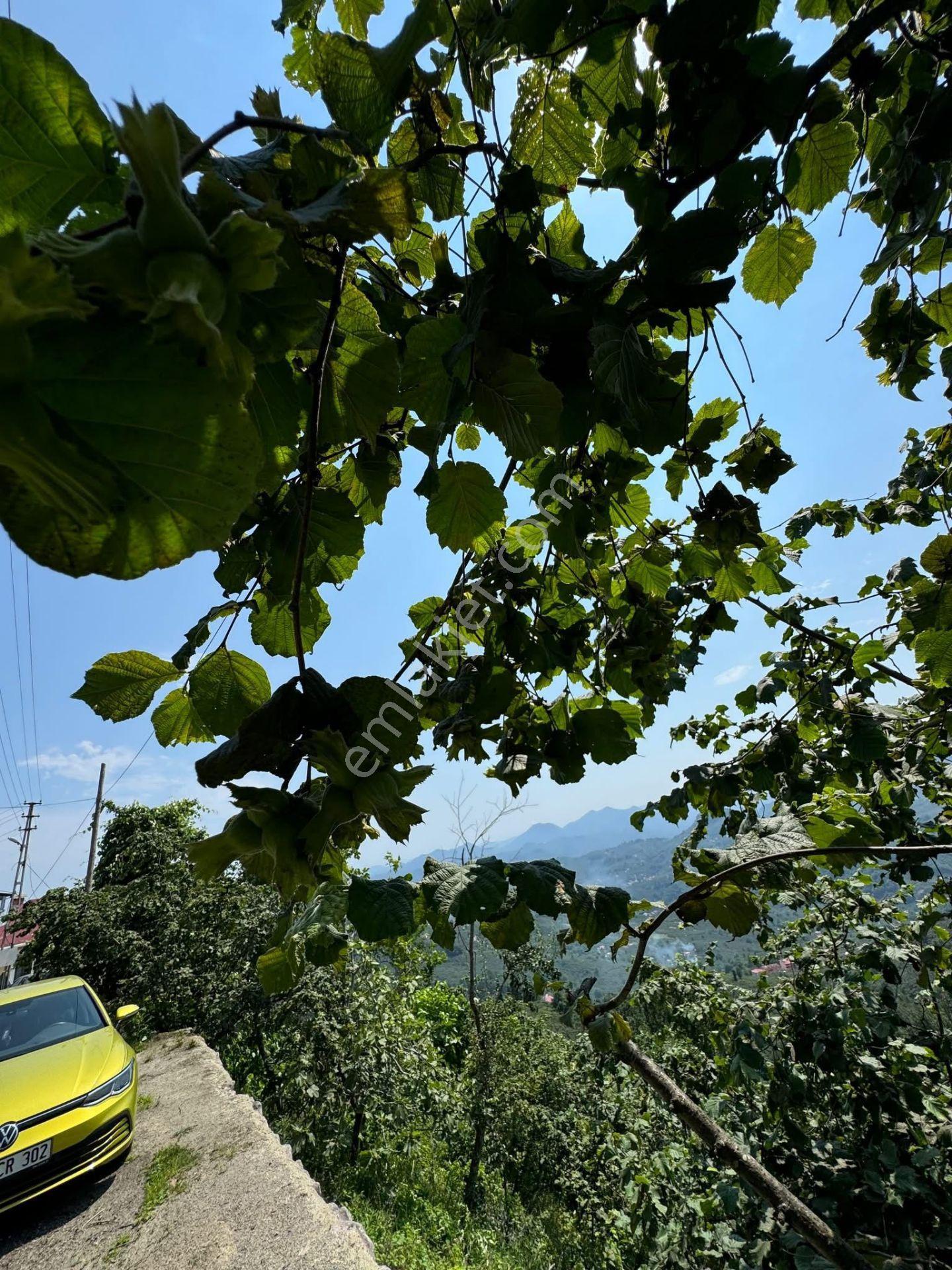 İnanç Emlaktan Giresun Camili Köyünde 4.848 M2 Satılık Fındık Bahçesi - Görsel 3