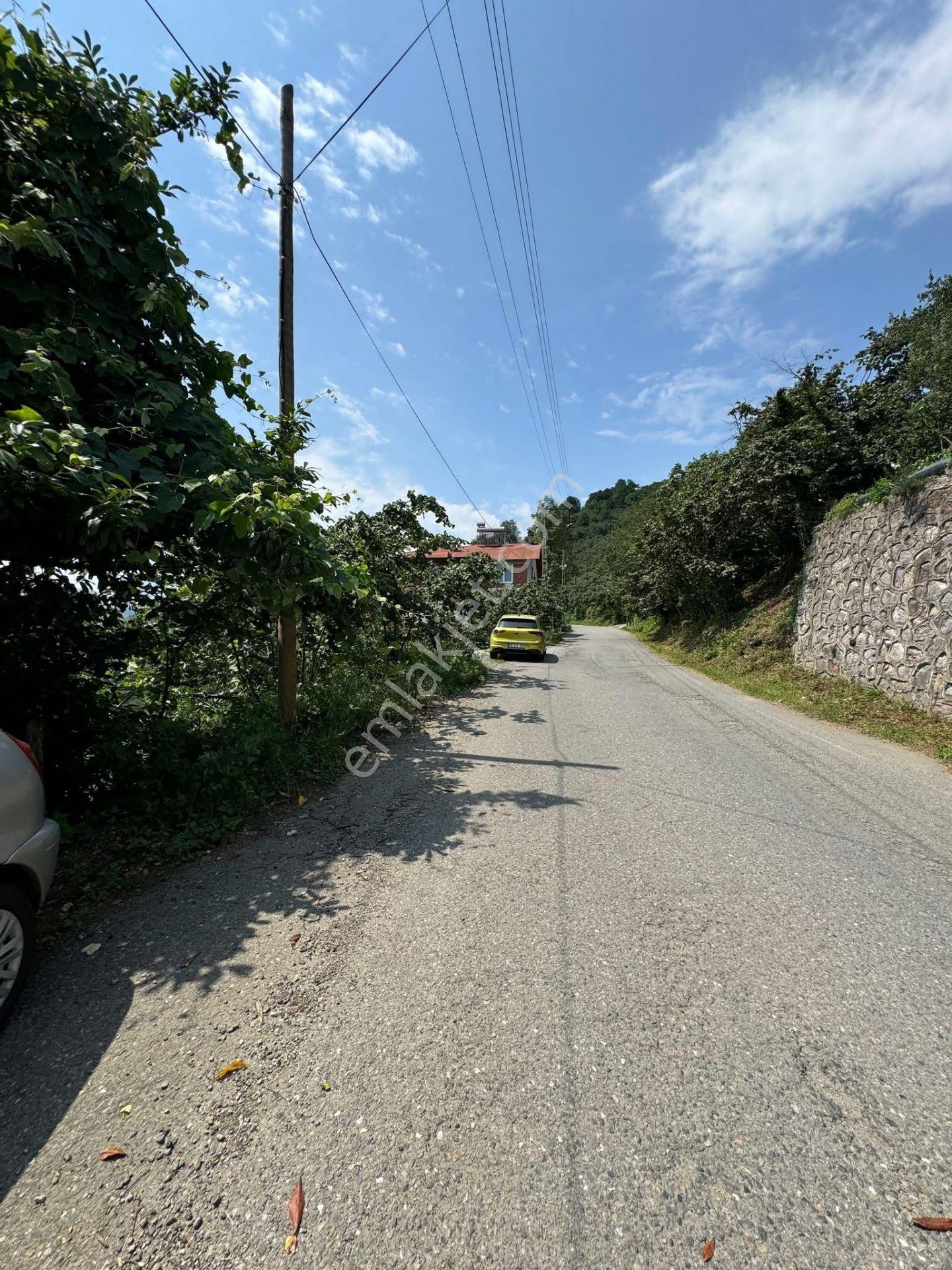 İnanç Emlaktan Giresun Camili Köyünde 4.848 M2 Satılık Fındık Bahçesi - Görsel 8