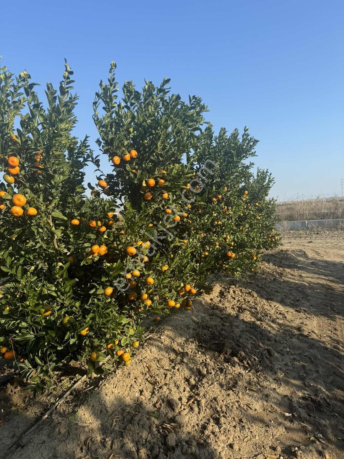 Adahan'dan Sirkenli Köyünde 55 Dönüm W Murcot Mandalina