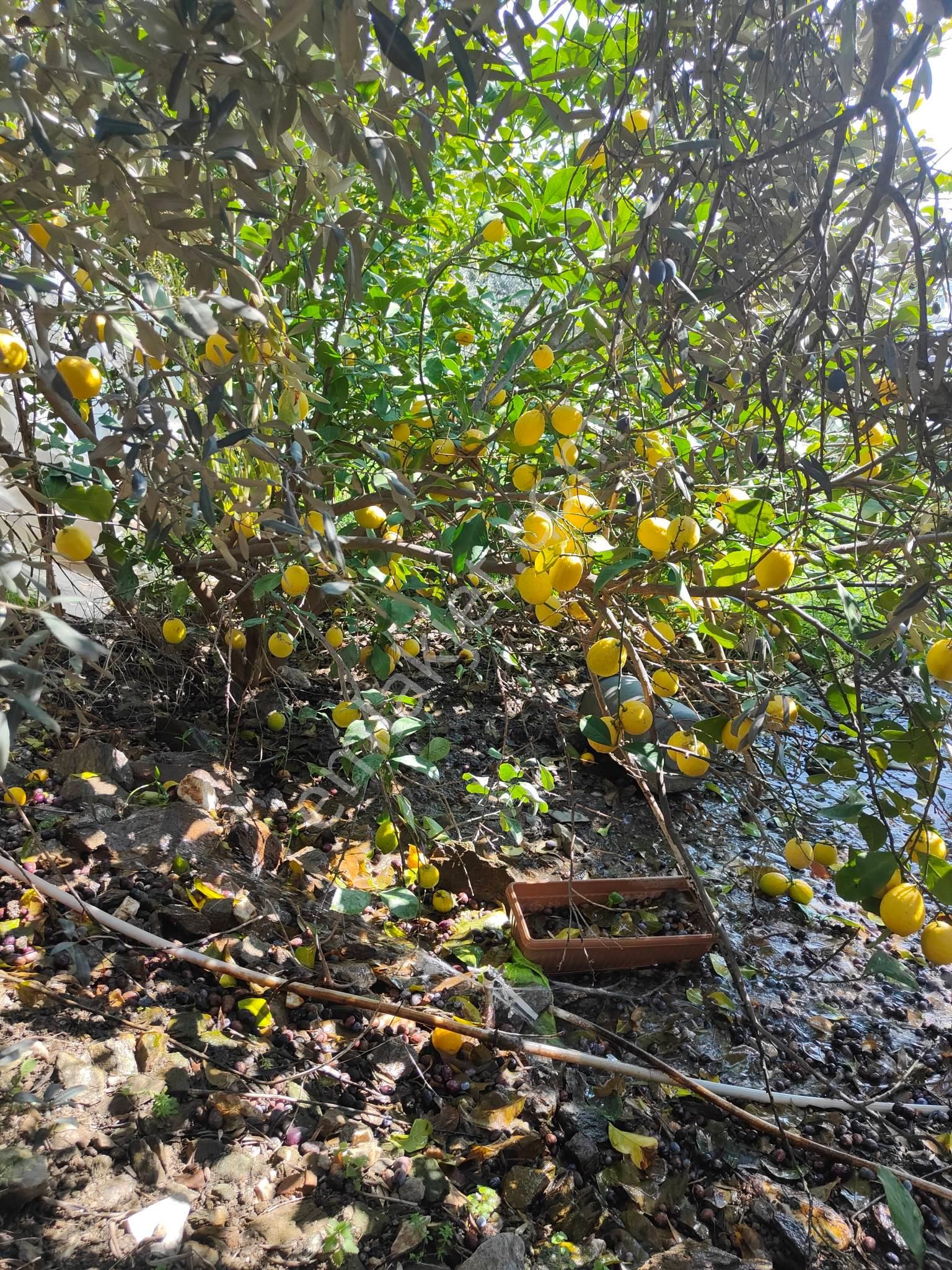 Bayindir Gayrimenkul - Demircilik Mah Satilik Zeytinlik Arsa