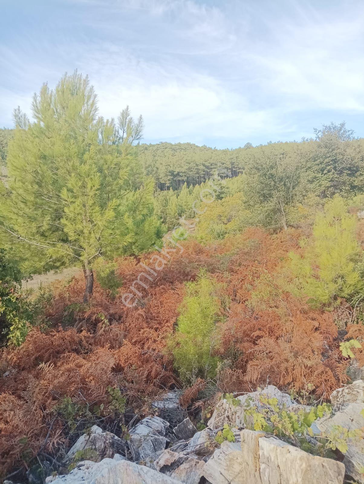 Muğla Milas'ta - Görsel 8