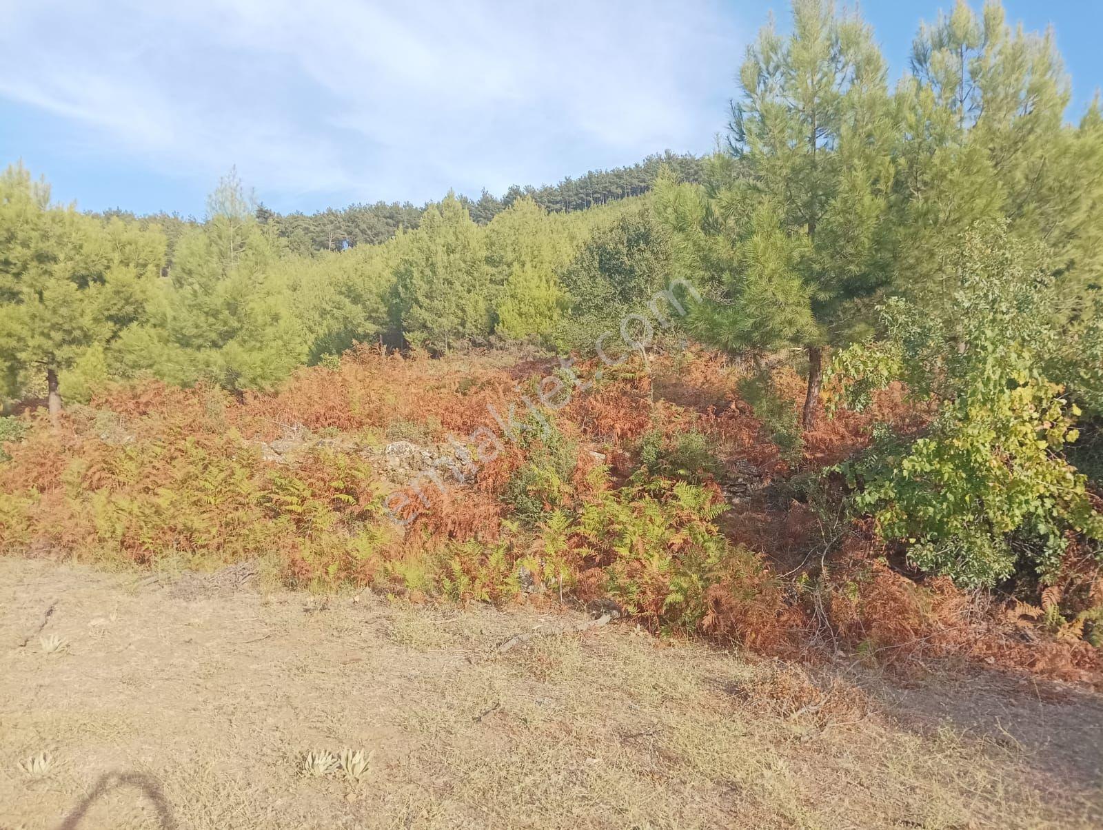 Muğla Milas'ta - Görsel 11