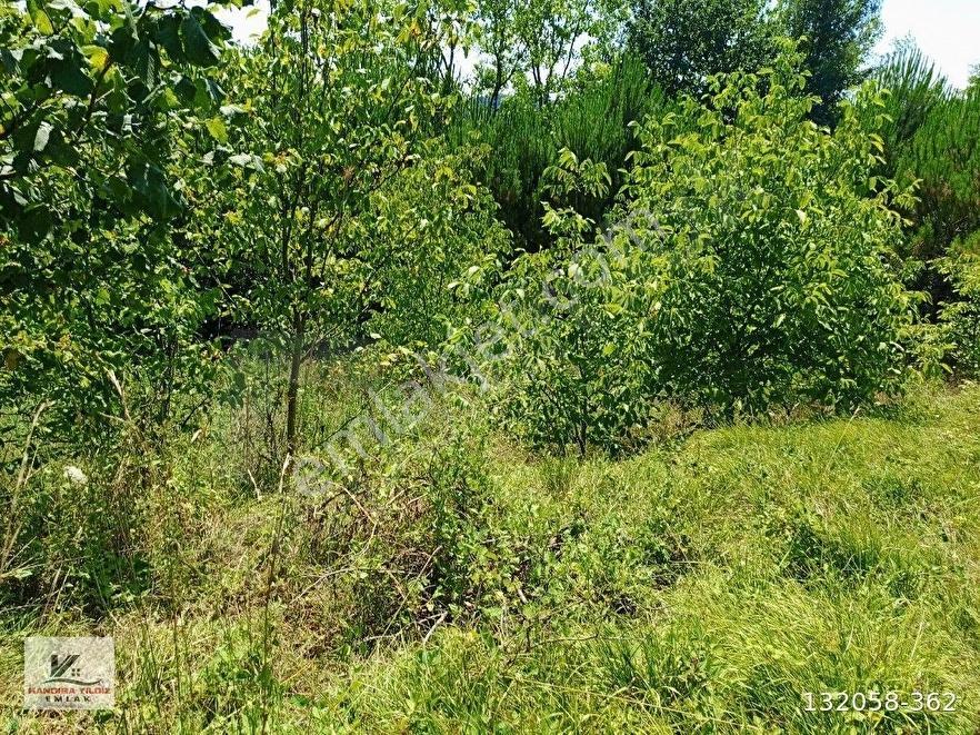 Kandıra Hacı Şeyh Köyünde 2.125 M2 Çiflik İmarlı Asfalt Cepheli - Görsel 9