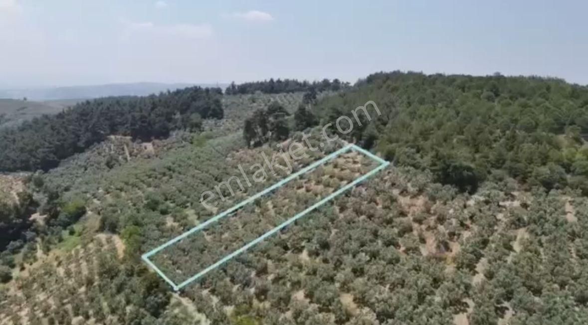 Bursa Mudanya Dereköy Mahallesi 2247m² Tarla - Görsel 2