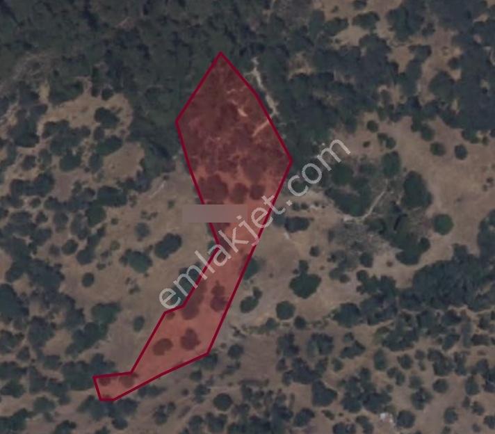 Yenifoça 'da Fırsat Yatırım 5935 Mt2 Satılık Zeytinlik
