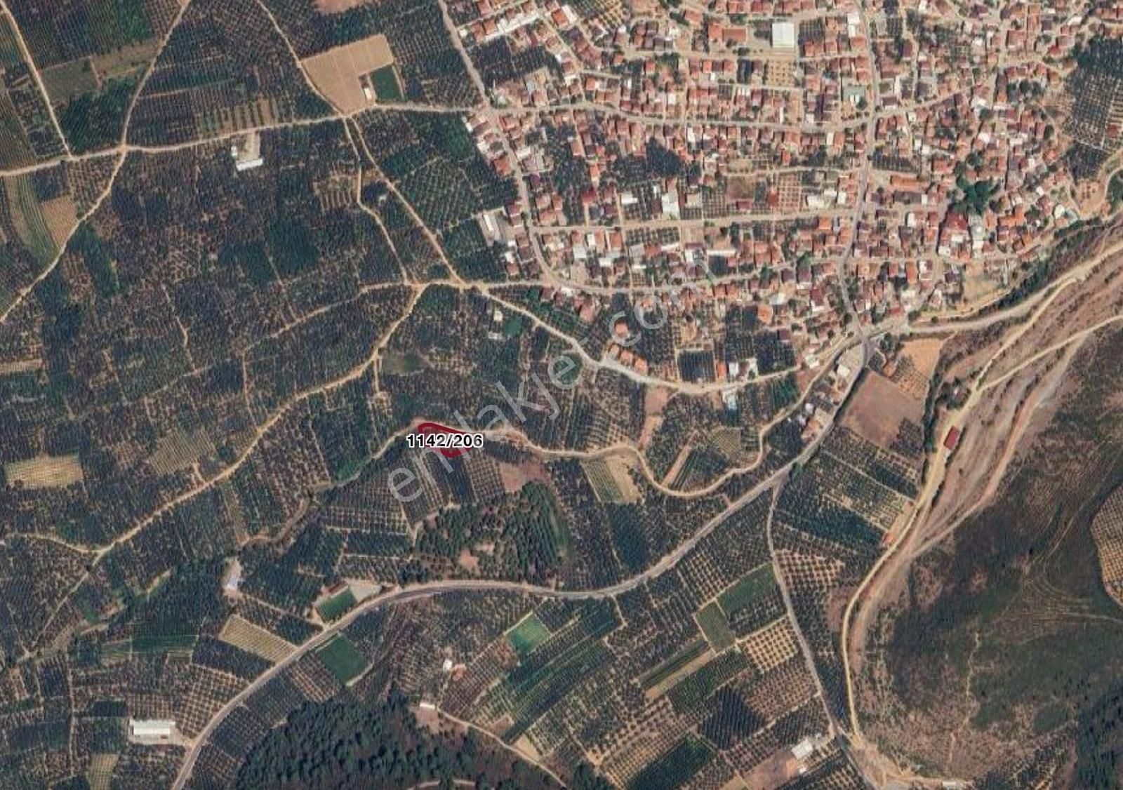 İznik Elbeyli'de Yola Cephe 2045 M2 Satılık Zeytinlik - Görsel 2