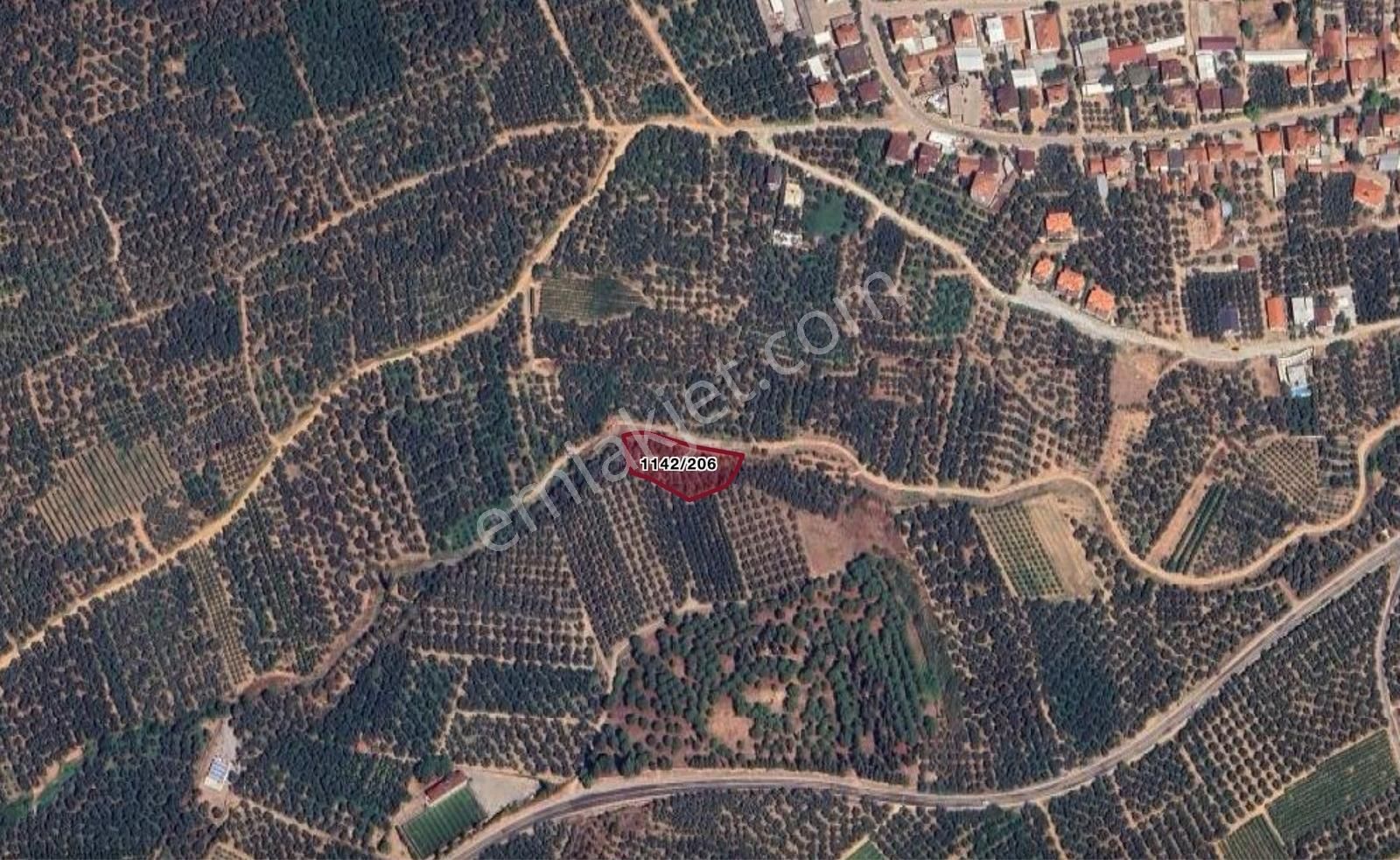 İznik Elbeyli'de Yola Cephe 2045 M2 Satılık Zeytinlik - Görsel 3