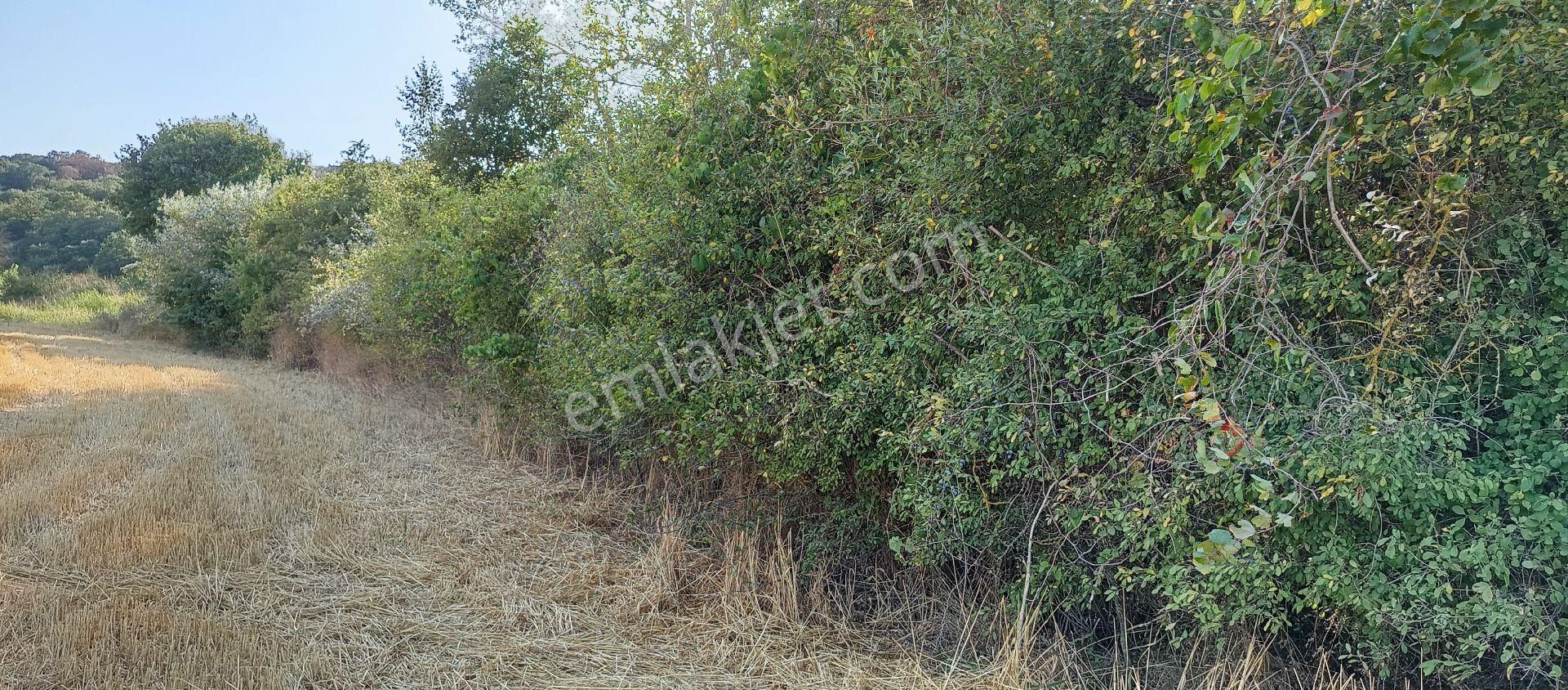 Işıklı Mahallesi Satılık 308 Mt2 Hisseli Zeytinlik - Görsel 2