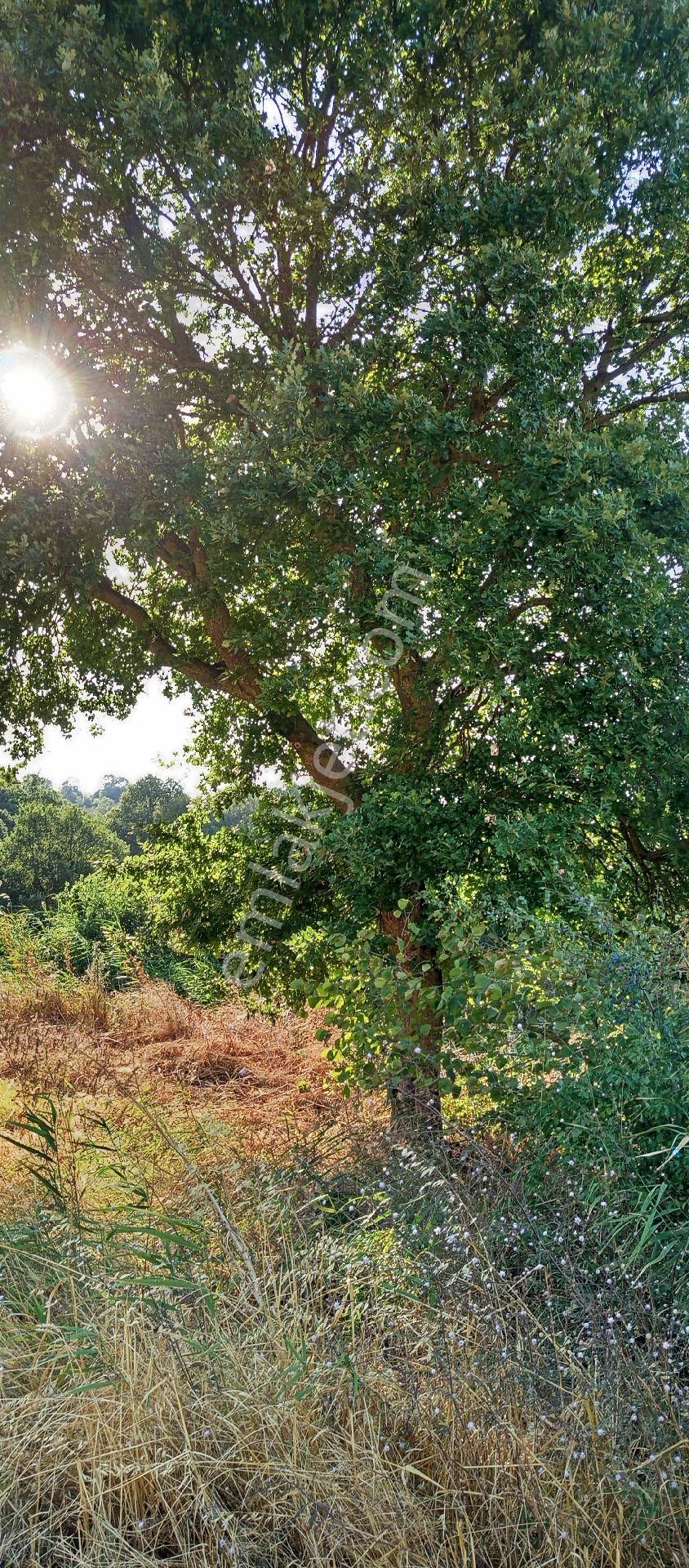 Işıklı Mahallesi Satılık 308 Mt2 Hisseli Zeytinlik - Görsel 3