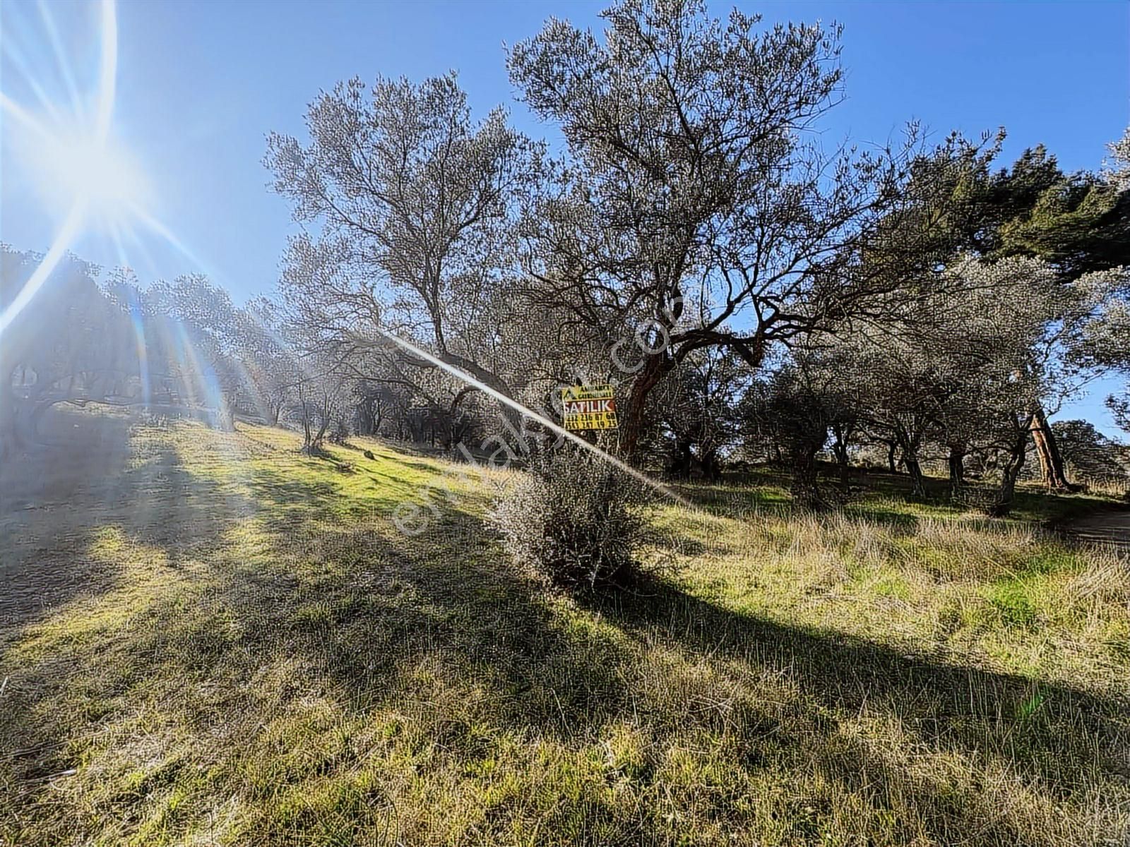Ambarcı'dan Güzelbahçe Yelki'de Satılık Zeytinlik - Görsel 6