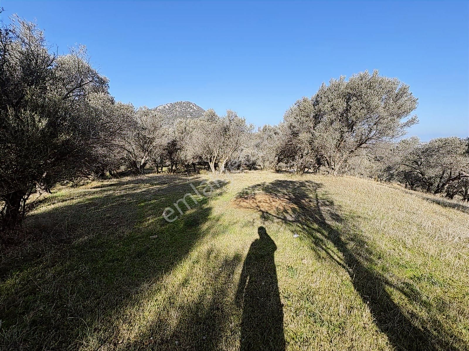 Ambarcı'dan Güzelbahçe Yelki'de Satılık Zeytinlik - Görsel 9