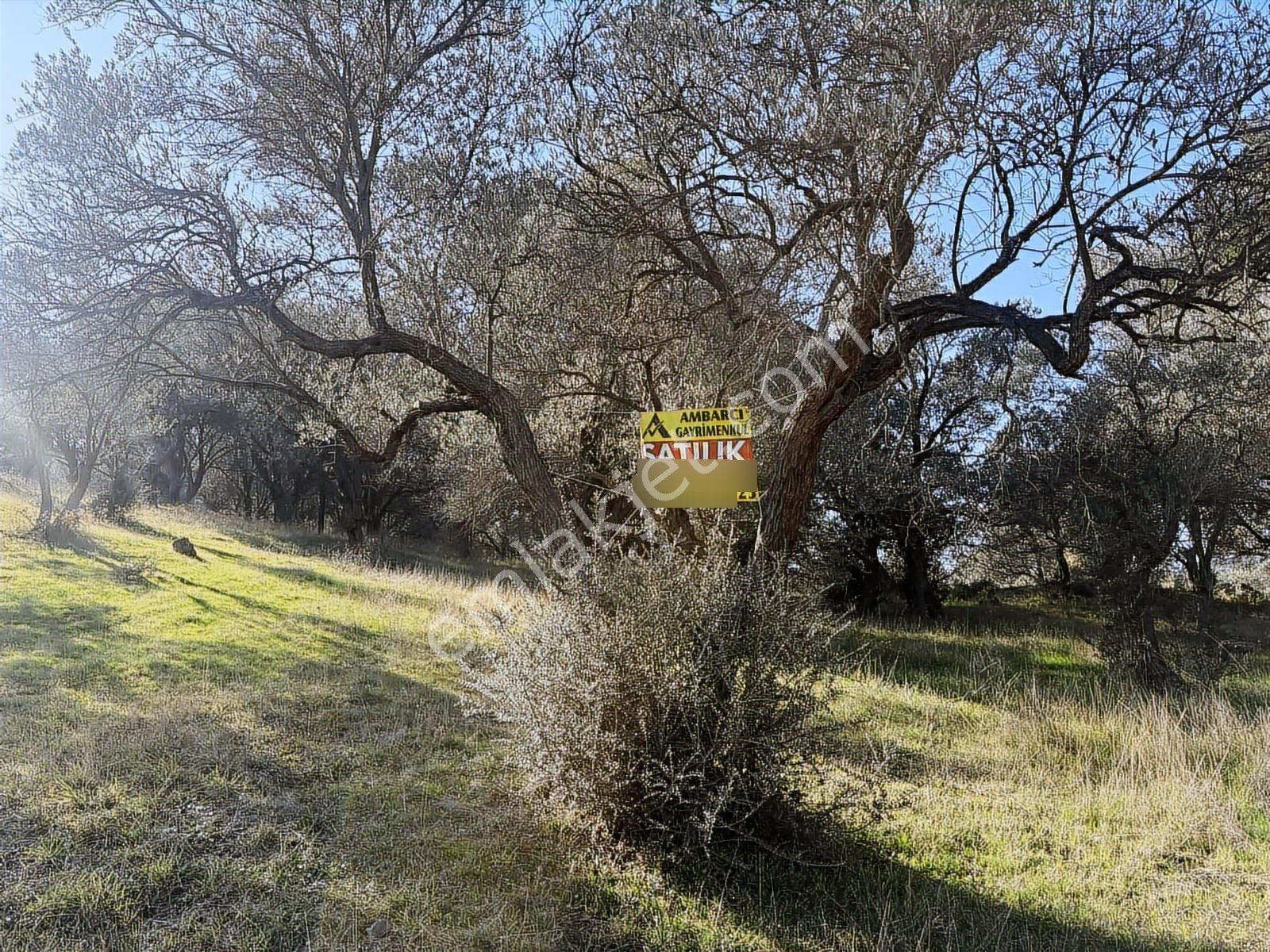 Ambarcı'dan Güzelbahçe Yelki'de Satılık Zeytinlik