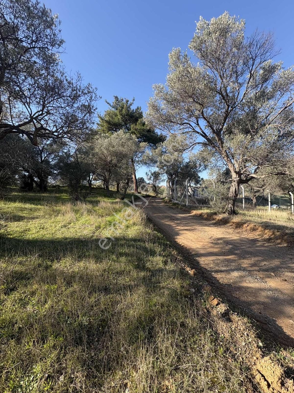 Ambarcı'dan Güzelbahçe Yelki'de Satılık Zeytinlik - Görsel 5