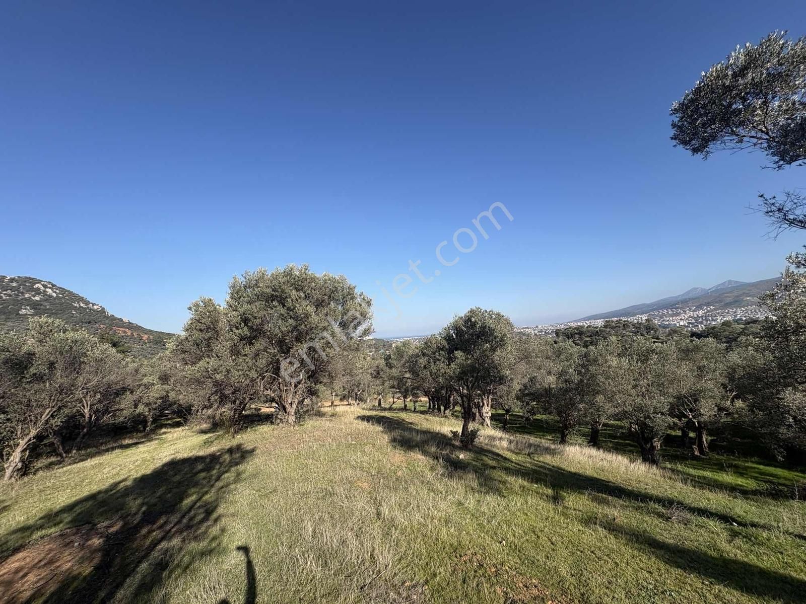 Ambarcı'dan Güzelbahçe Yelki'de Satılık Zeytinlik - Görsel 8