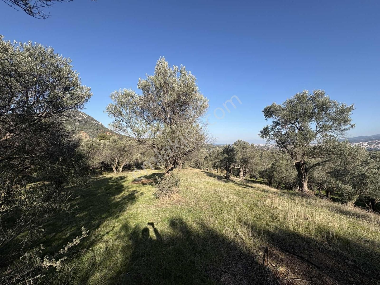 Ambarcı'dan Güzelbahçe Yelki'de Satılık Zeytinlik - Görsel 10