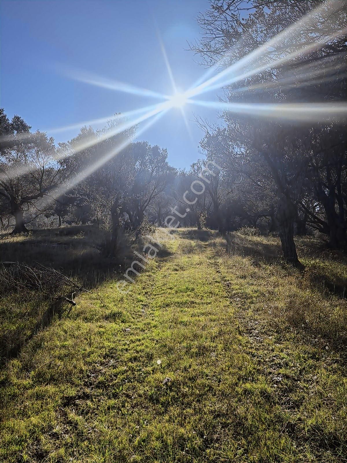 Ambarcı'dan Güzelbahçe Yelki'de Satılık Zeytinlik - Görsel 2