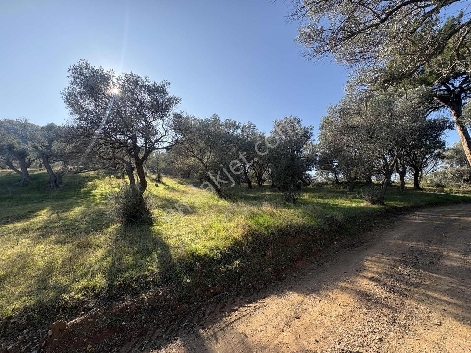 Ambarcı'dan Güzelbahçe Yelki'de Satılık Zeytinlik - Görsel 3