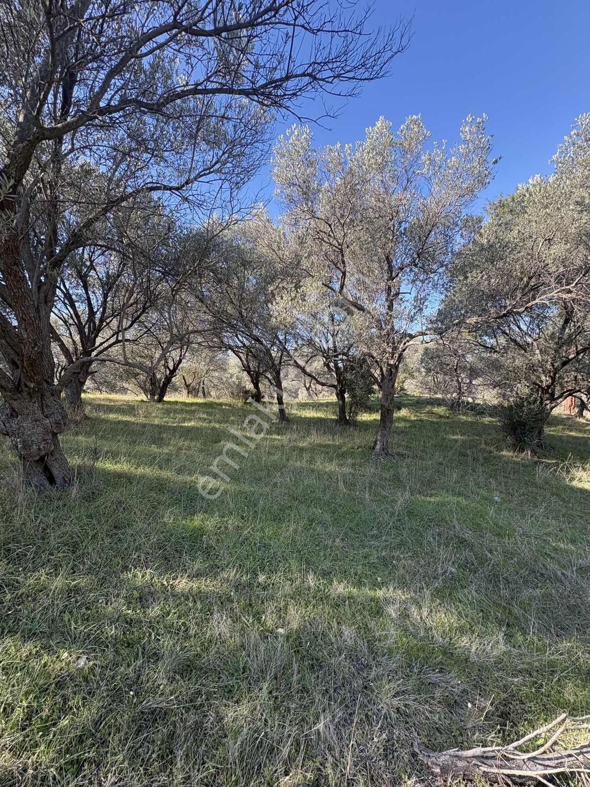 Ambarcı'dan Güzelbahçe Yelki'de Satılık Zeytinlik - Görsel 4