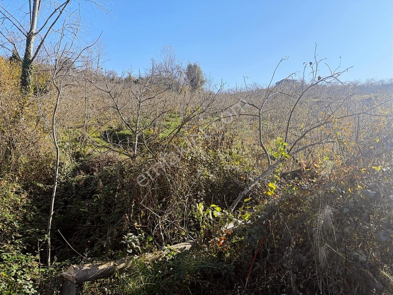 Reksa'dan Fatsa Kavrazmh.yola Cepheli 2.930m2 Satılık Bahçe - Görsel 2