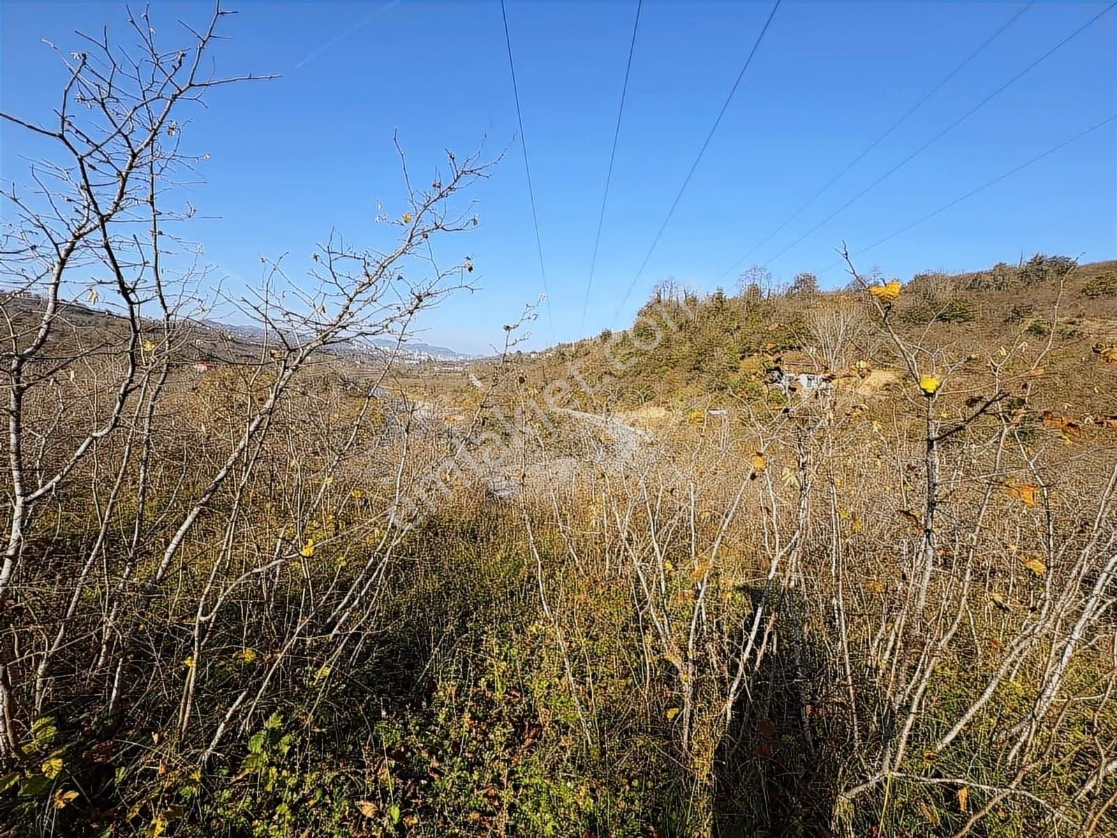 Reksa'dan Fatsa Kavrazmh.yola Cepheli 2.930m2 Satılık Bahçe - Görsel 24