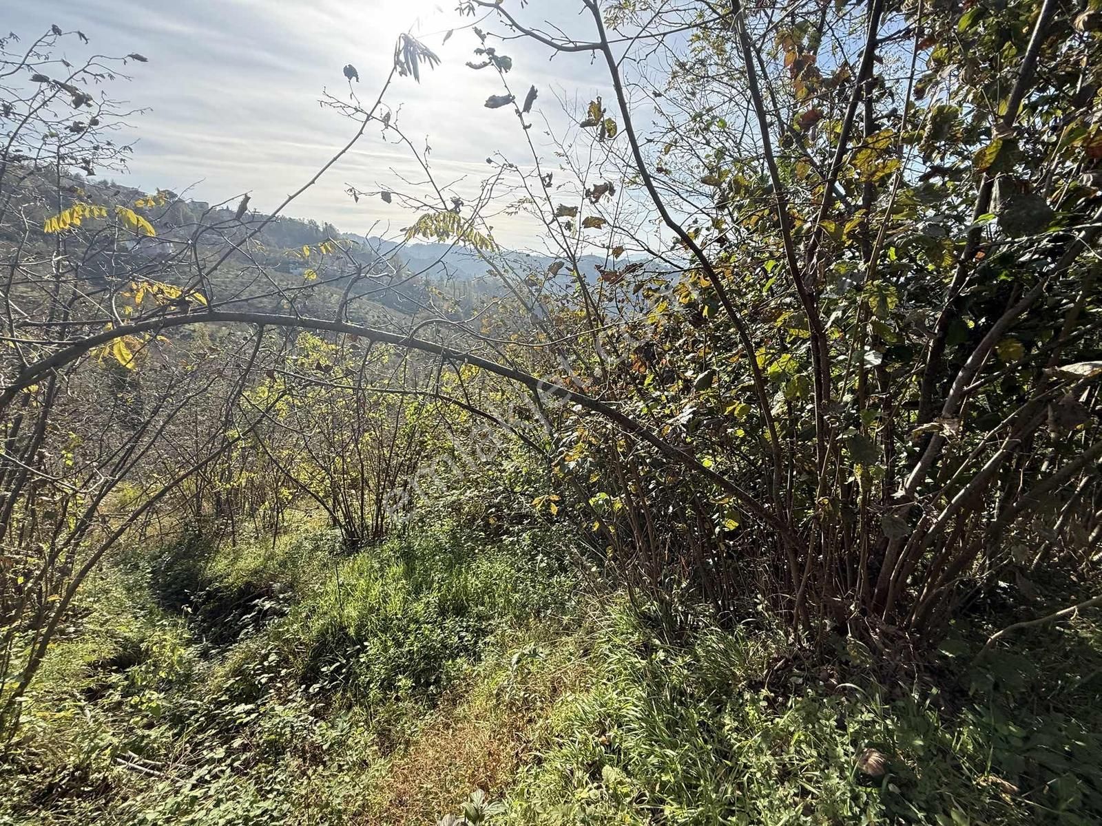 Reksa'dan Palazlı/kömürlük'de Satılık Fındık Bahçesi Arsa - Görsel 4