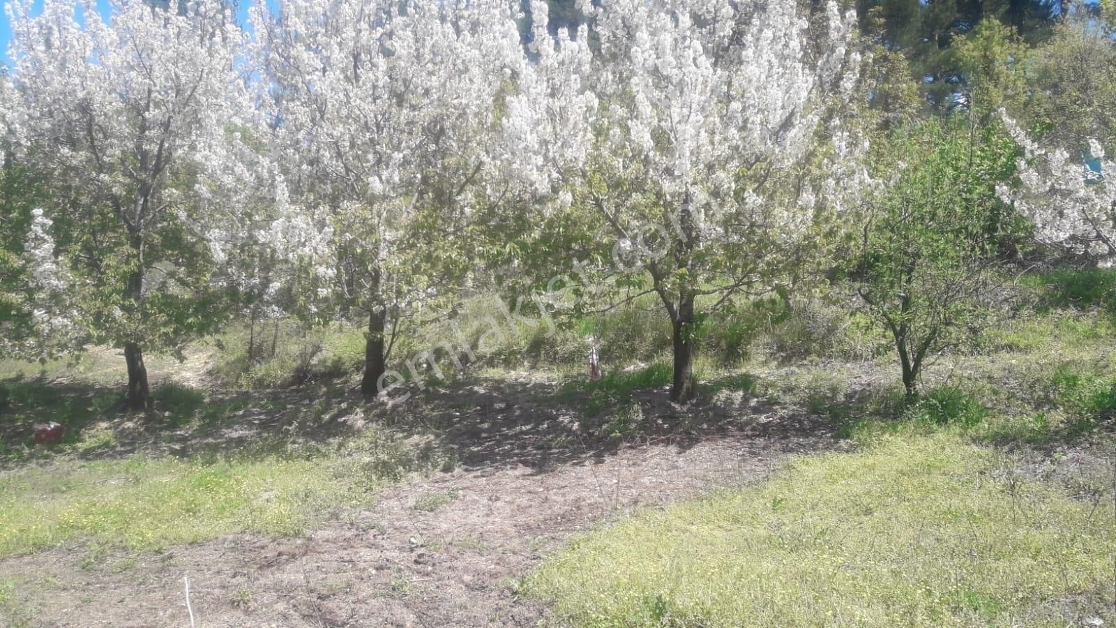 Eu Gayrimenkulden Çanakkale Bayramiç'te Satılık Kiraz Bahçesi - Görsel 1