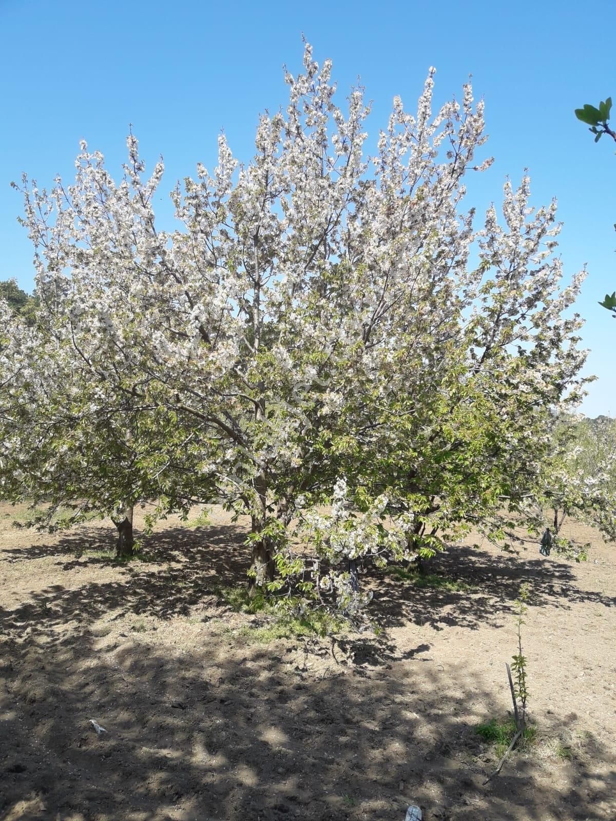 Eu Gayrimenkulden Çanakkale Bayramiç'te Satılık Kiraz Bahçesi - Görsel 8