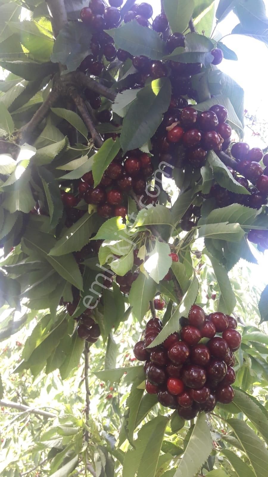 Eu Gayrimenkulden Çanakkale Bayramiç'te Satılık Kiraz Bahçesi - Görsel 6