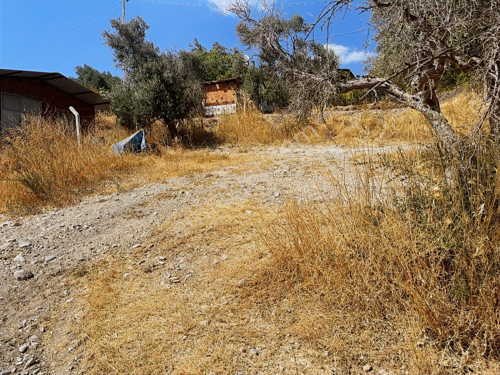 Torbalı Sahipler Mah 1546 M2 Köy İçi Tarla Ve Zeytinlik - Görsel 26