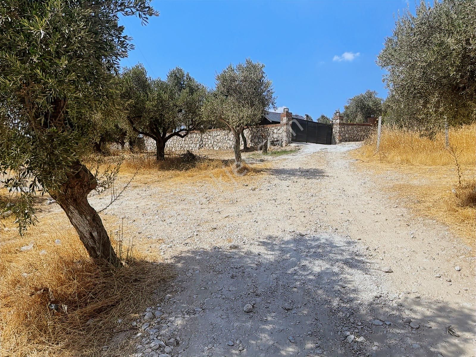 Torbalı Sahipler Mah 1546 M2 Köy İçi Tarla Ve Zeytinlik - Görsel 15