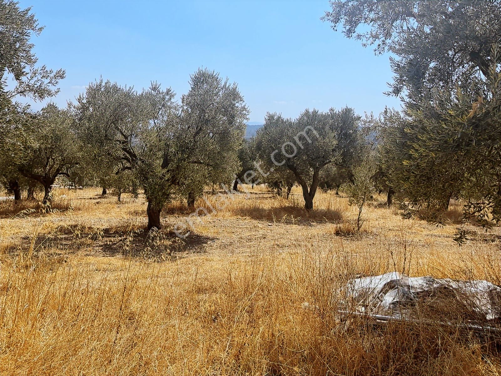 Torbalı Sahipler Mah 1546 M2 Köy İçi Tarla Ve Zeytinlik - Görsel 10