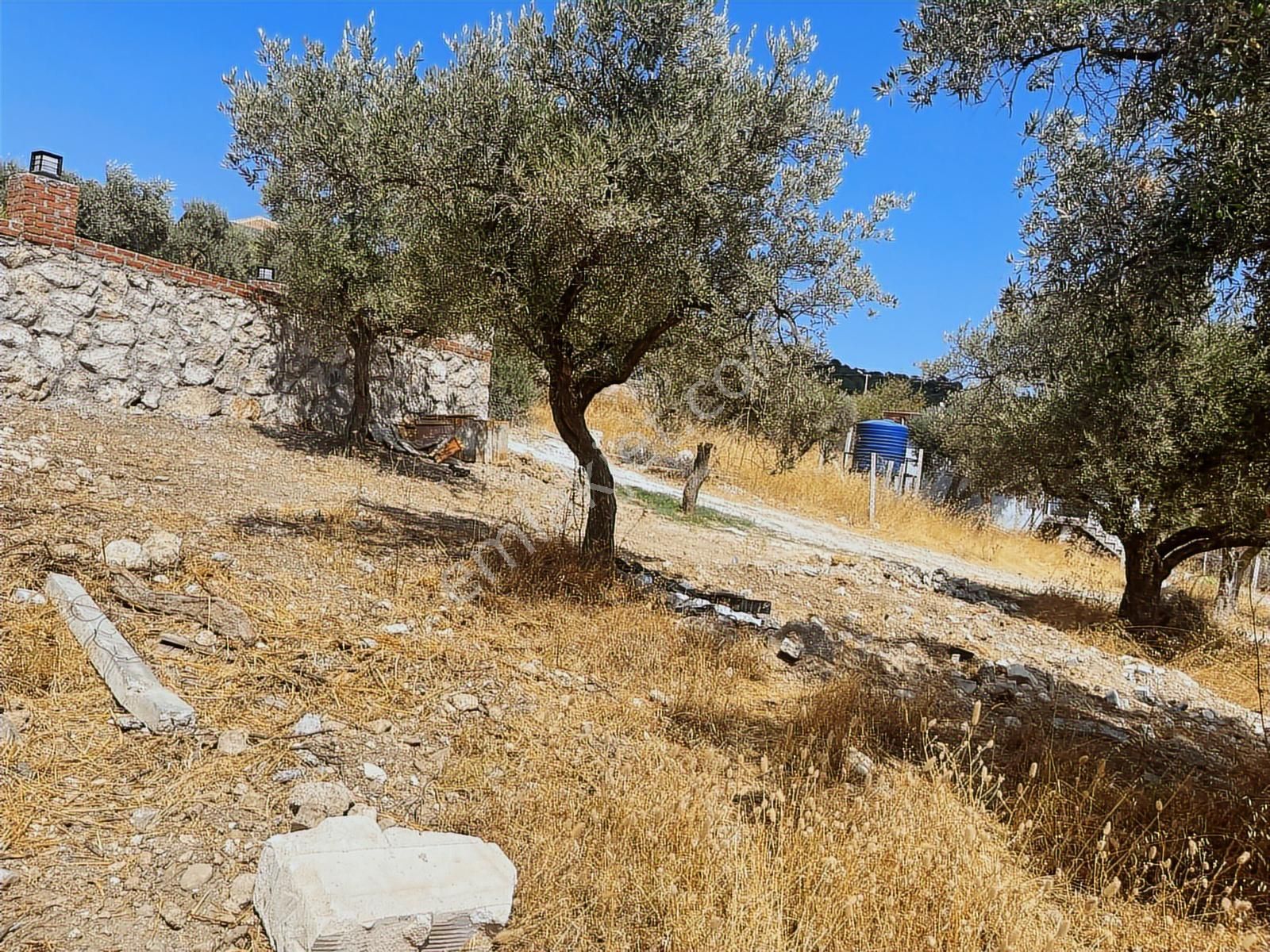 Torbalı Sahipler Mah 1546 M2 Köy İçi Tarla Ve Zeytinlik - Görsel 21