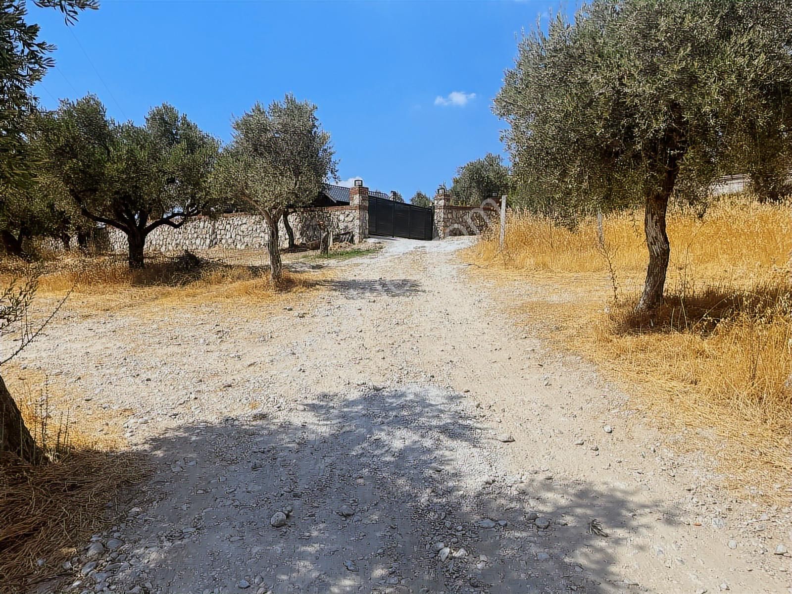 Torbalı Sahipler Mah 1546 M2 Köy İçi Tarla Ve Zeytinlik - Görsel 33