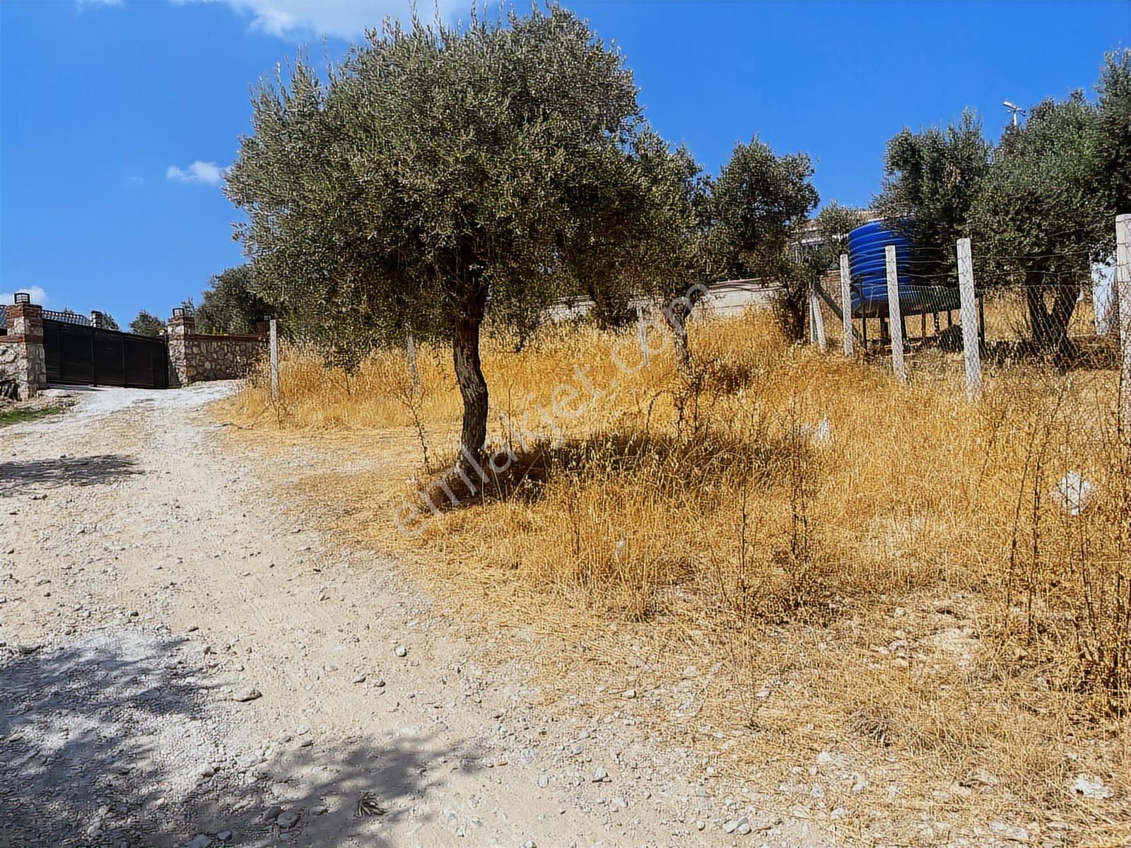 Torbalı Sahipler Mah 1546 M2 Köy İçi Tarla Ve Zeytinlik - Görsel 8