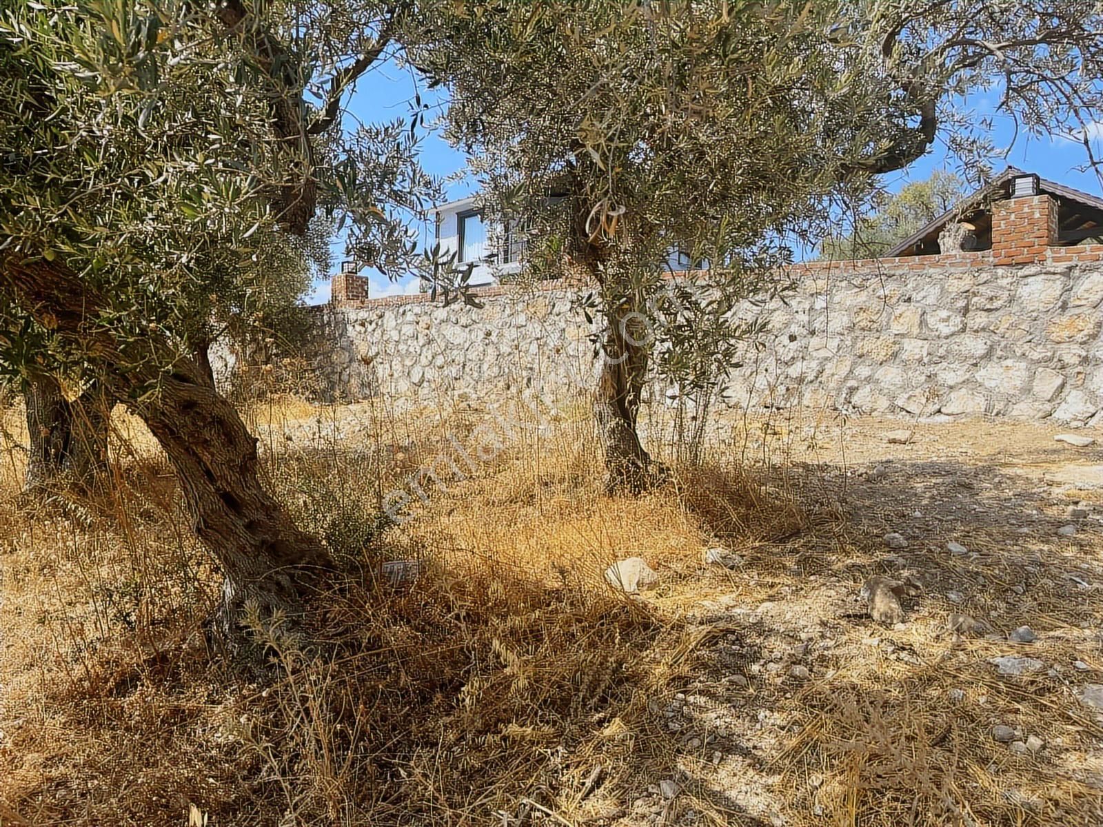 Torbalı Sahipler Mah 1546 M2 Köy İçi Tarla Ve Zeytinlik - Görsel 2